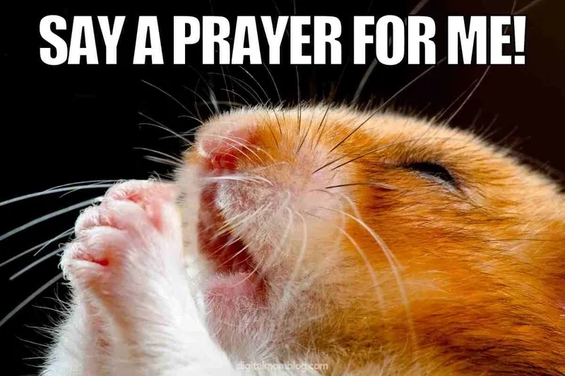 Praying mantis meme hài hước thú vị cho mọi người