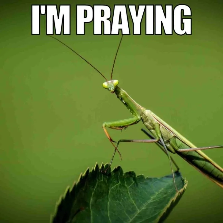 DJ khaled praying meme là hình ảnh meme nổi bật