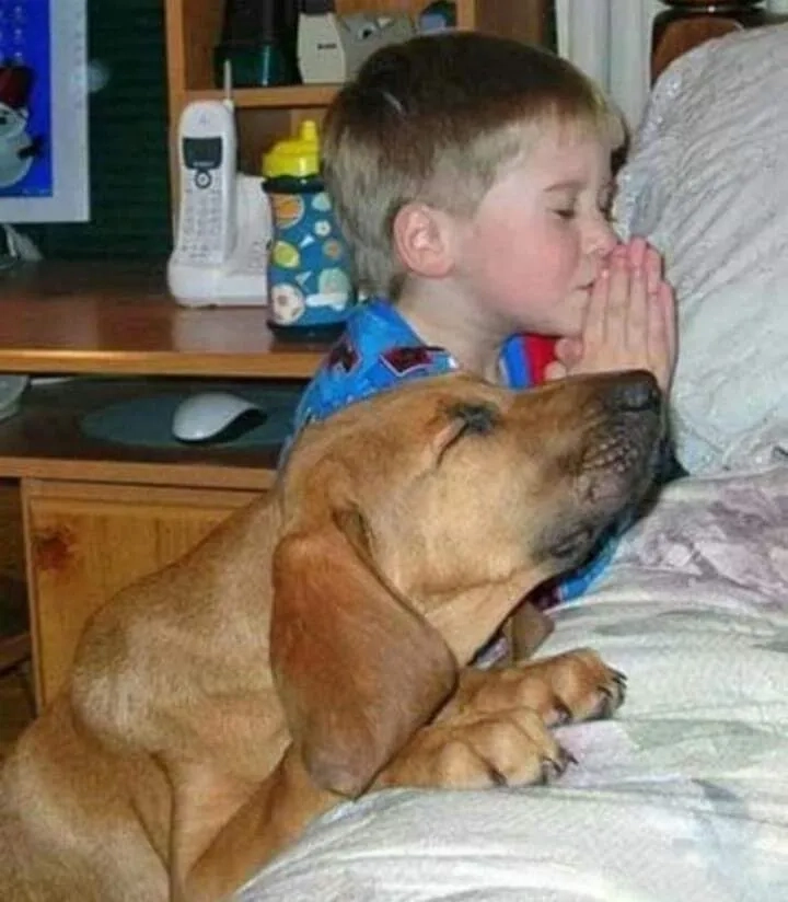 Praying mantis meme độc đáo và cực kỳ hài hước