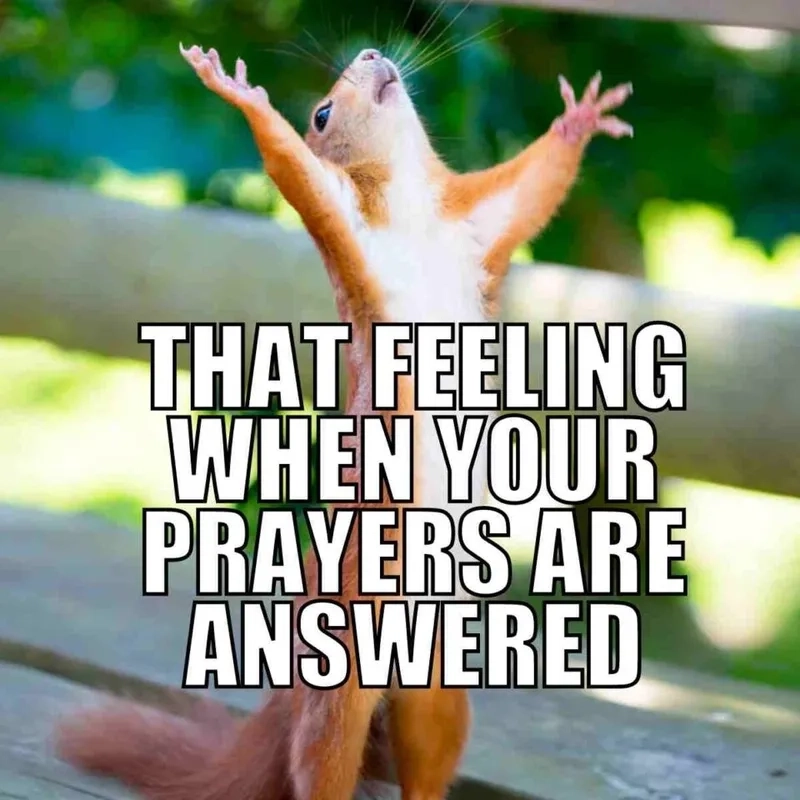 I'm begging you meme dễ dàng lan truyền trên mạng xã hội