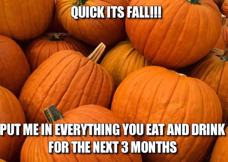 Thưởng thức mùa thu với pumpkin spice meme đáng yêu