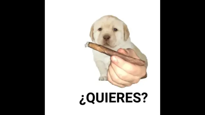 Explora các trend mới với quieres meme trên quieres tiktok