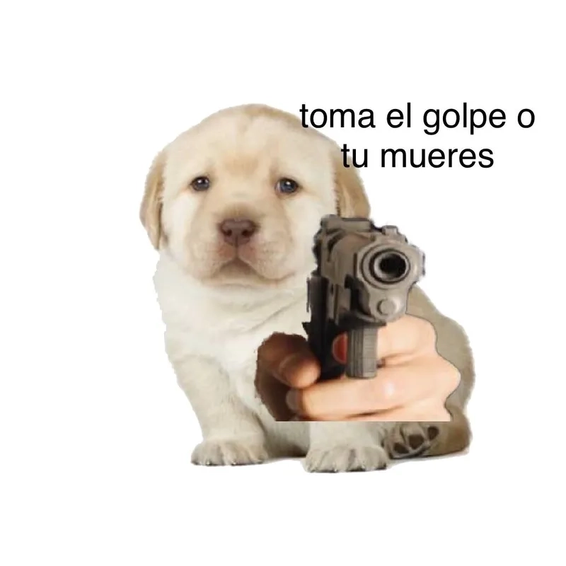Đừng bỏ lỡ các memes độc đáo với quieres meme và quieres pufferfish meme