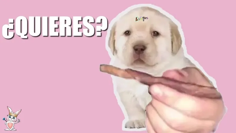  Tổng hợp ảnh quieres meme độc đáo dành cho fan meme 