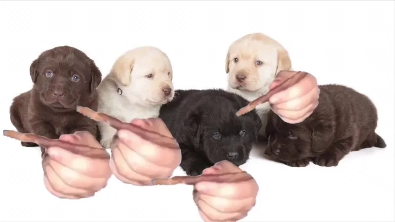 Thỏa thích xem meme vui với quieres meme kèm quieres gif