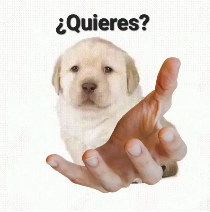 Khám phá ý nghĩa vui nhộn của quieres meme và quieres meaning
