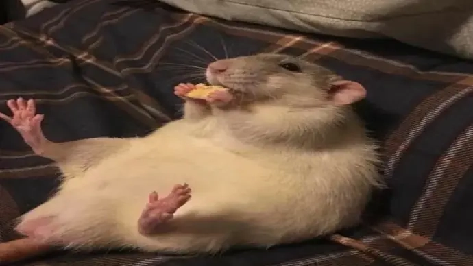 Rat meme là như nào khiến ai cũng cười vỡ bụng