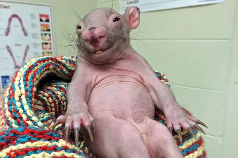 Xem new york rat meme chạy khắp phố đông náo nhiệt