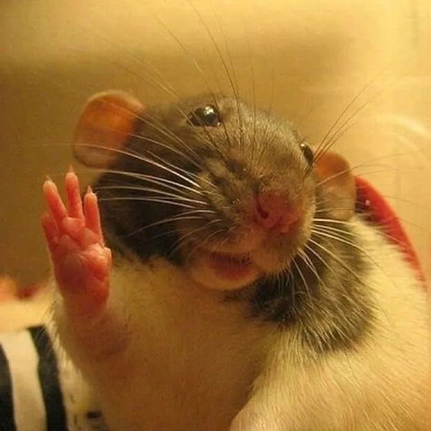 Cảm nhận sad rat meme buồn bã nhưng đáng yêu