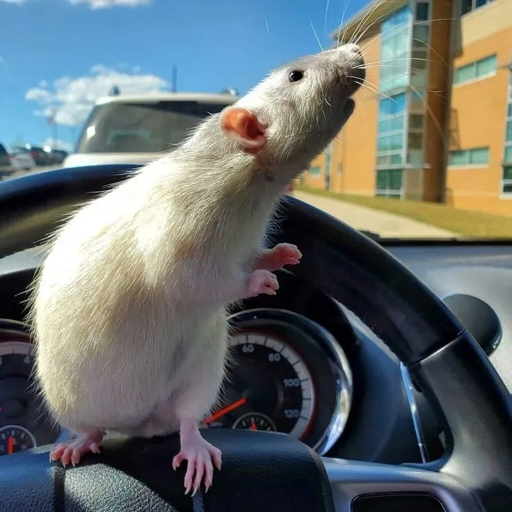 Khám phá ratatouille meme khiến bạn nhớ phim hoạt hình