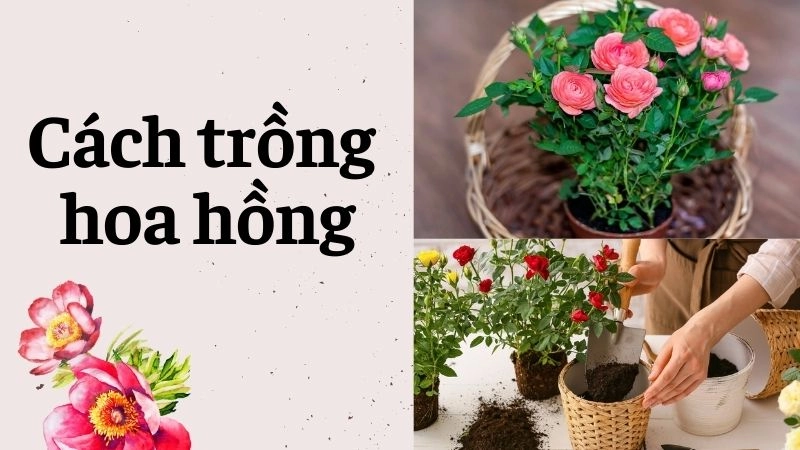  Cách trồng hoa hồng siêu dễ dành cho người mới học tập! 