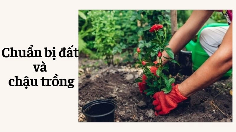 Chuẩn bị đất và chậu trồng – Bí quyết sống 90% nằm ở đây