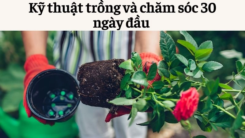 Kỹ thuật trồng và chăm sóc 30 ngày đầu 