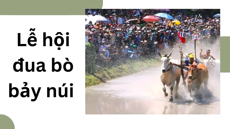 Lễ hội đua bò bảy núi – Môn thể thao dân gian hấp dẫn