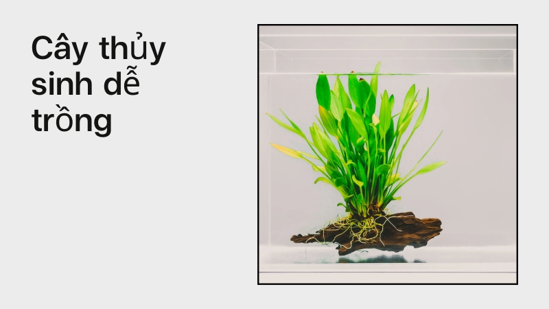  Cách trồng cây thủy sinh cho bể cá đẹp như tranh ngay tại nhà 