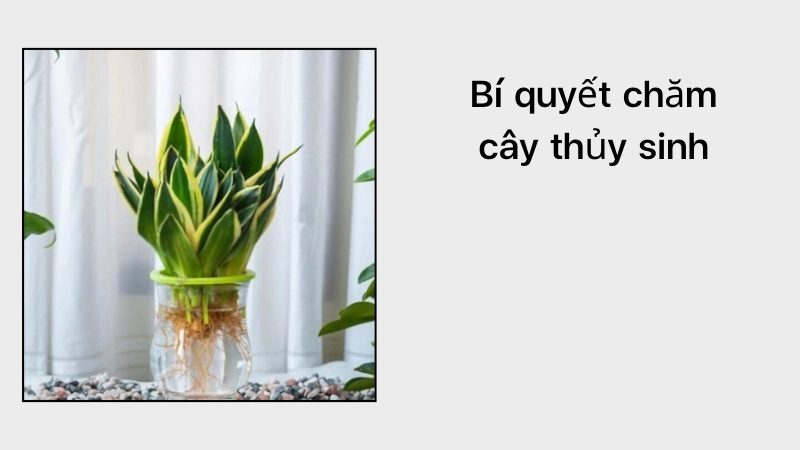 Kỹ thuật chăm sóc cây thủy sinh phát triển tốt