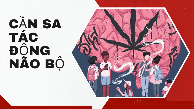  Những tác hại của cần sa đối với sức khỏe và đời sống 