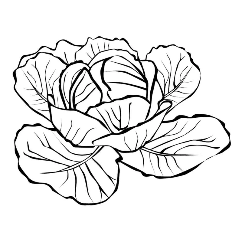 Bé tập tô cùng tranh tô màu cây bắp cải cho bé 5 tuổi