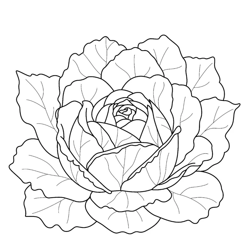 Bộ tranh tô màu cây bắp cải dễ tô cho bé mới học vẽ