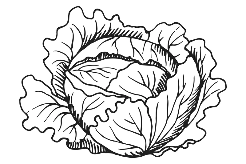 Bộ tranh tô màu cây bắp cải nét đơn giản cho bé dễ tô