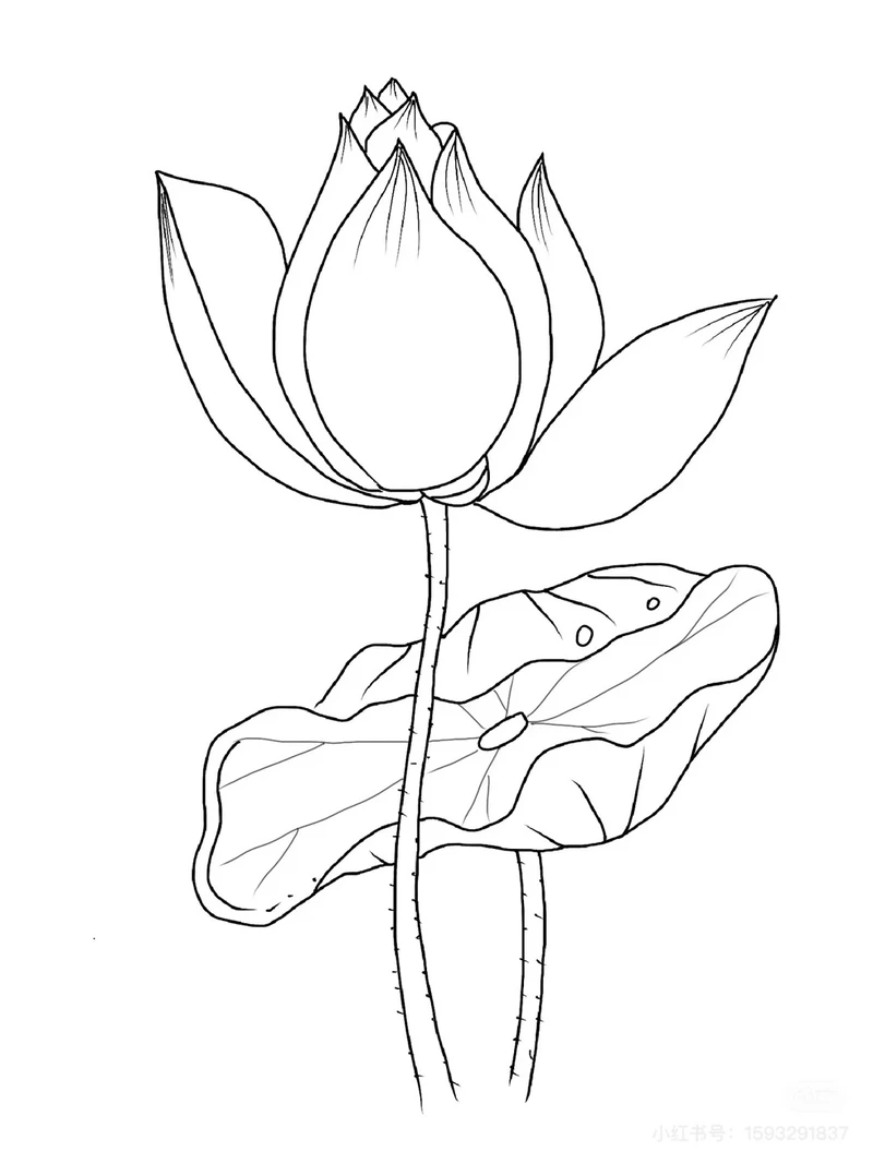 Ngắm bộ tranh tô màu hoa sen đẹp dành cho thiếu nhi