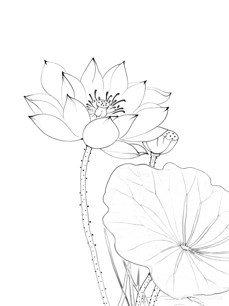 Gợi ý tranh tô màu hoa sen dễ vẽ cho bé mầm non