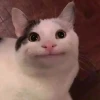 Avatar Meme Hài Bựa: Kho Ảnh Đại Diện Độc Lạ Cho Giới Trẻ 2026