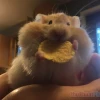 Khám phá thế giới Hamster Meme: Biểu cảm hài hước và đáng yêu