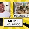 Tổng hợp Avatar Meme Mèo Bựa Hài Hước Nhất 2026