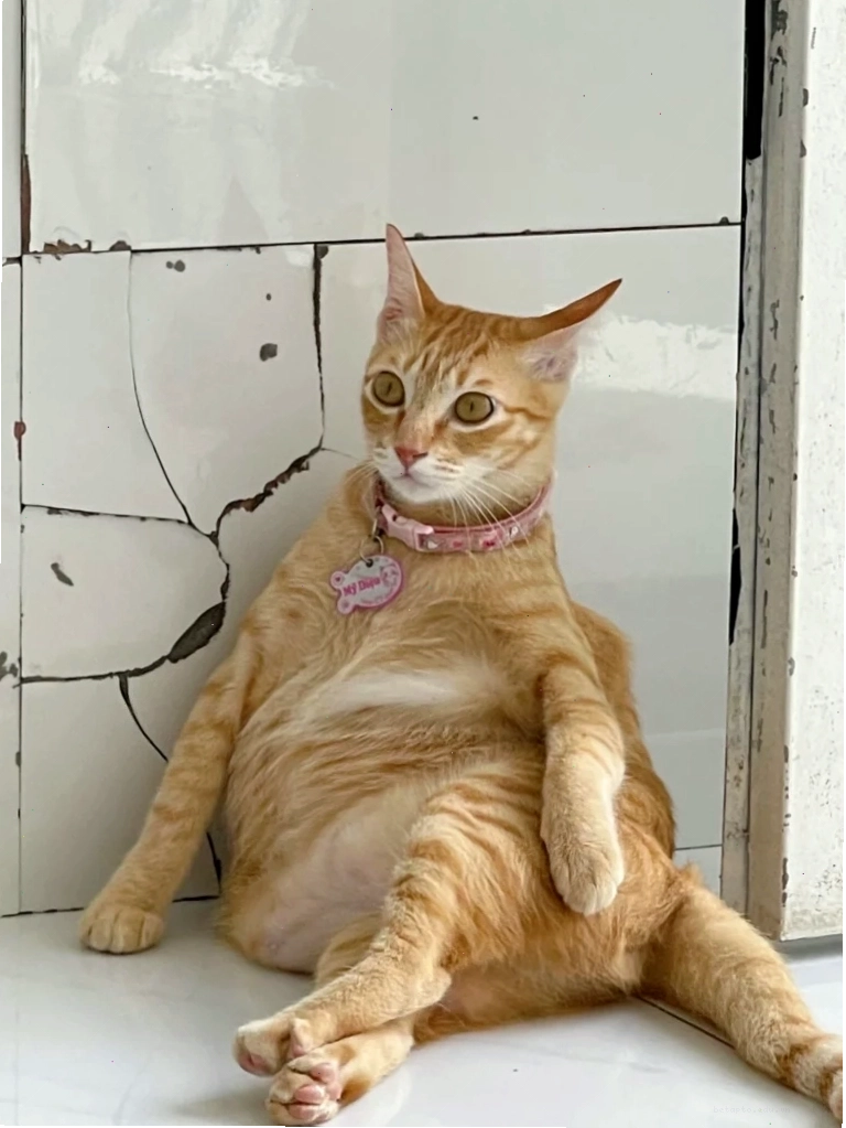 Ảnh meme mèo biểu cảm như đang khóc vì bị mắng