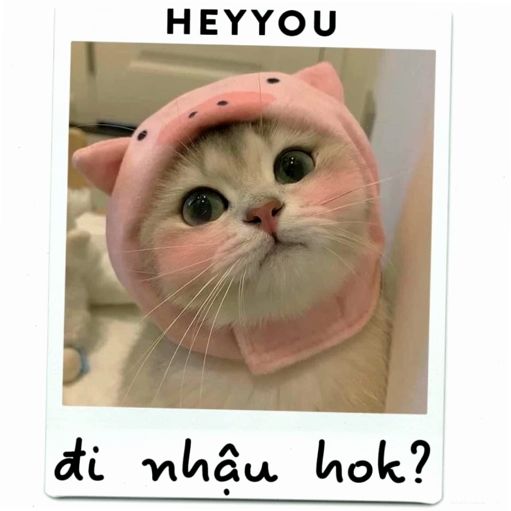 Ảnh meme mèo cute với bộ lông xù