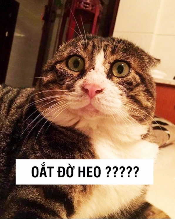 Ảnh meme mèo cute với đôi mắt long lanh
