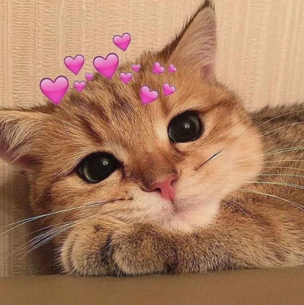 Ảnh meme mèo đáng yêu đang chơi đùa