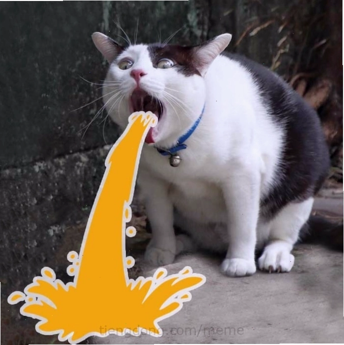 Ảnh meme mèo hài hước với biểu cảm khó đỡ