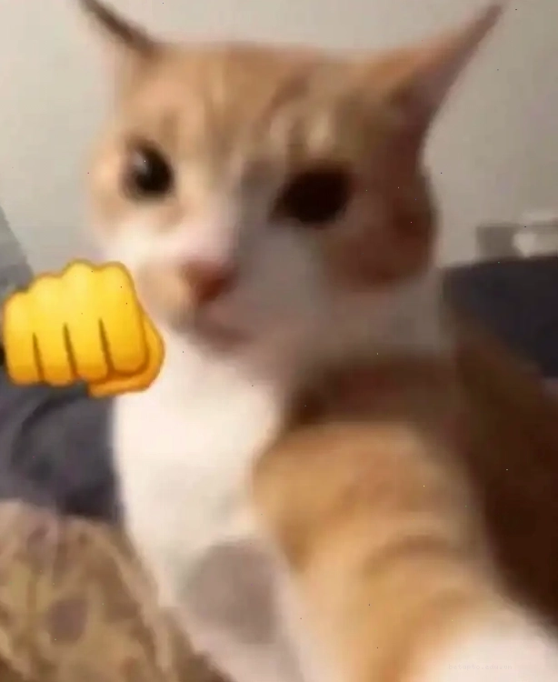 Ảnh selfie mèo cam giận dữ với nắm đấm giơ lên