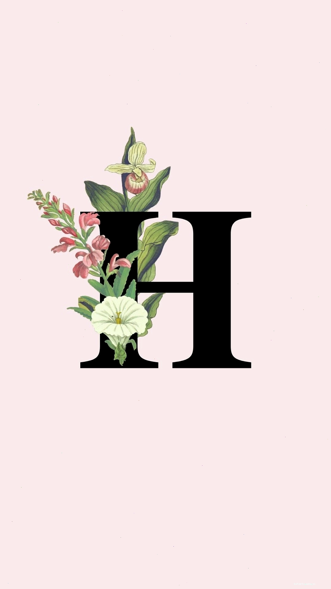 Avatar chữ H đơn giản nhưng đầy ý nghĩa, thể hiện cá tính