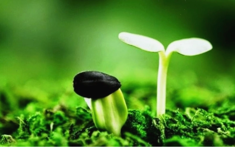 Avatar con người với phong cách nghệ thuật, độc đáo
