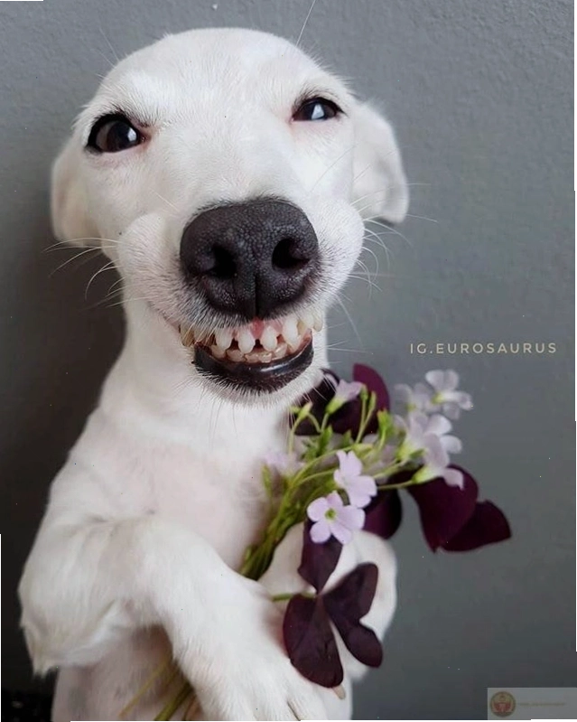 Bộ ảnh tặng hoa cute