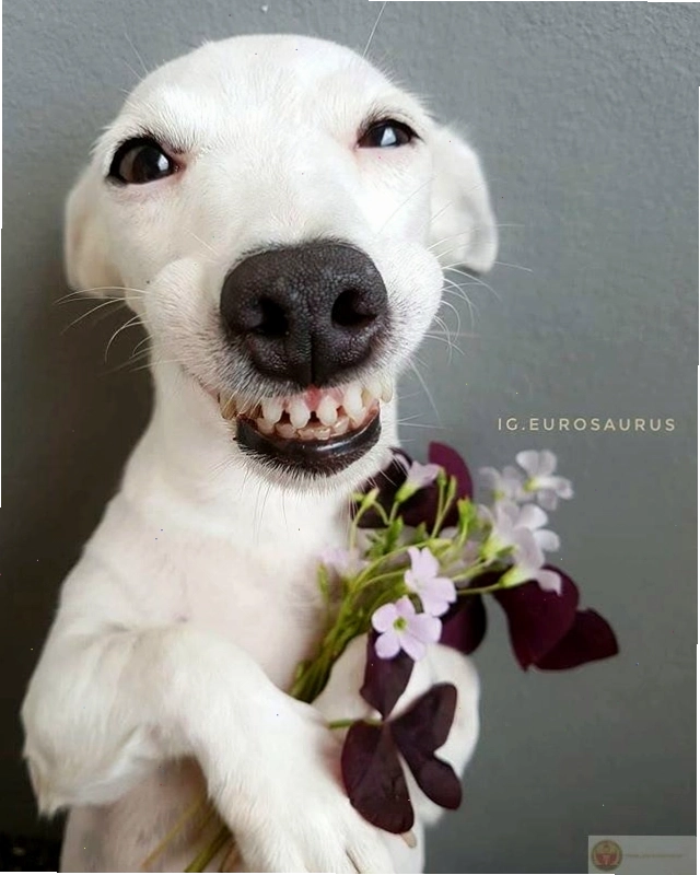 Bộ ảnh tặng hoa cute lan tỏa năng lượng tích cực