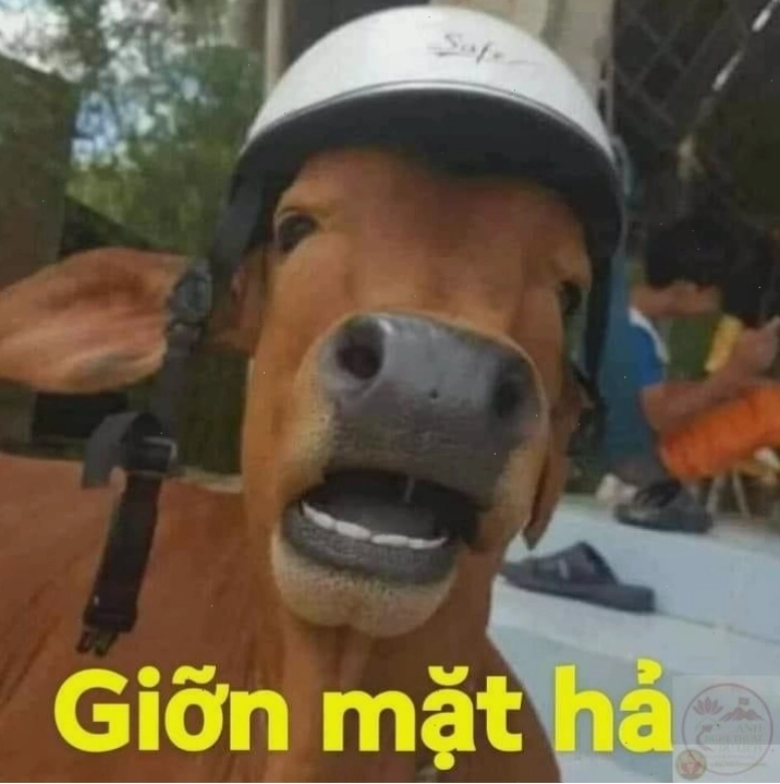 Động vật chế ảnh lầy lội