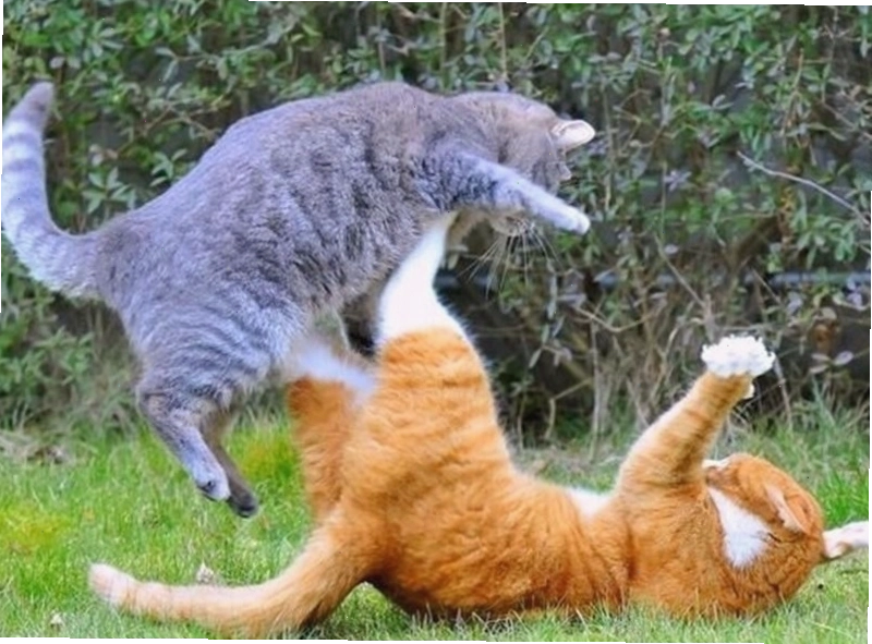 Hình ảnh động vật trong meme đánh nhau đầy biểu cảm