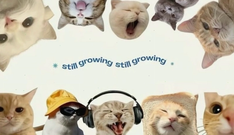 Hình nền máy tính meme thư giãn