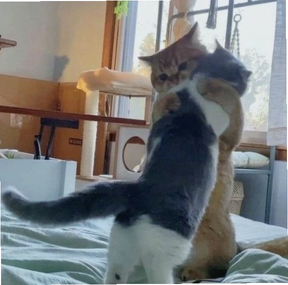 Meme an ủi người khác thể hiện sự quan tâm và sẻ chia