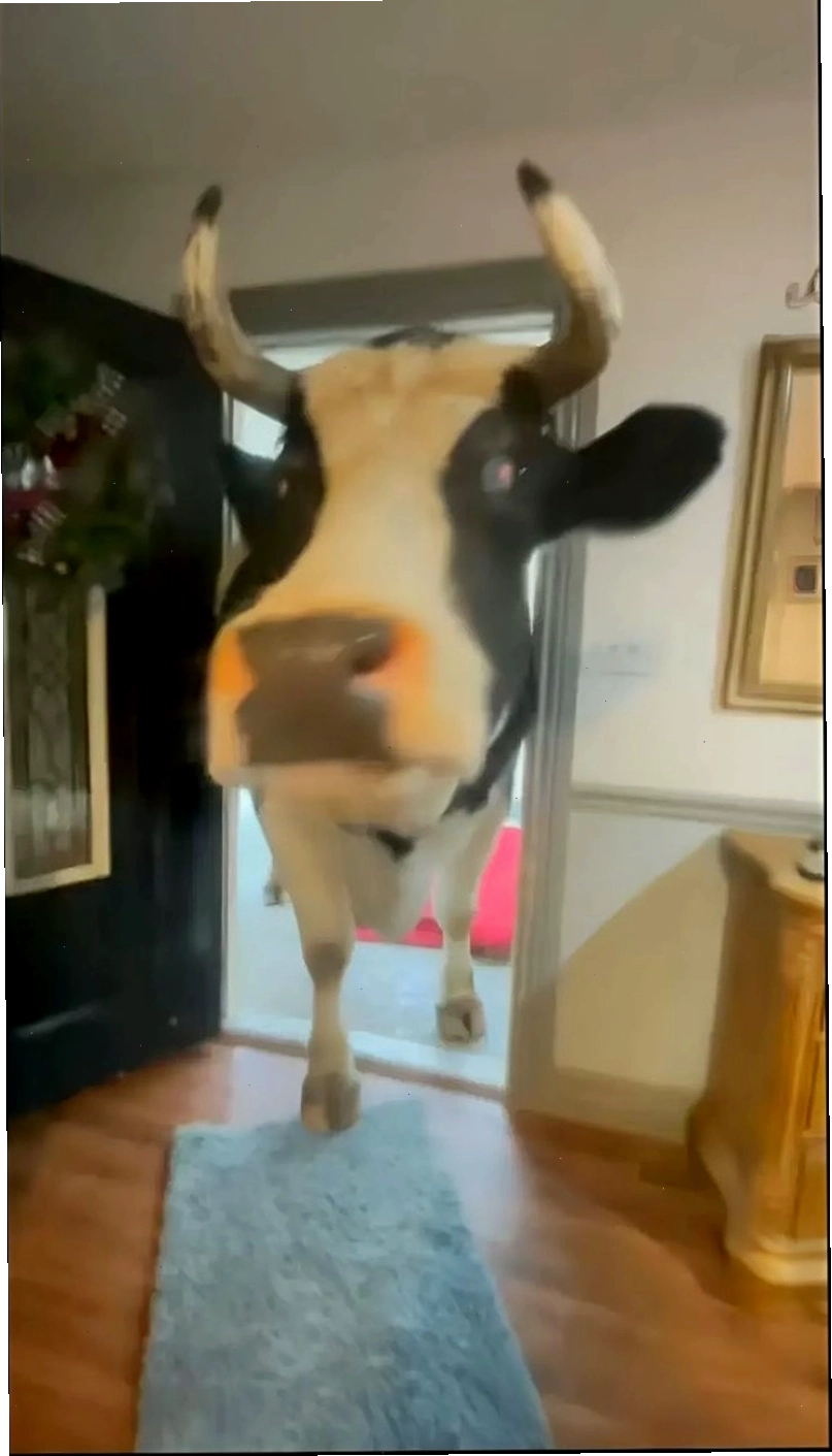 Meme bò cười lè lưỡi vui nhộn