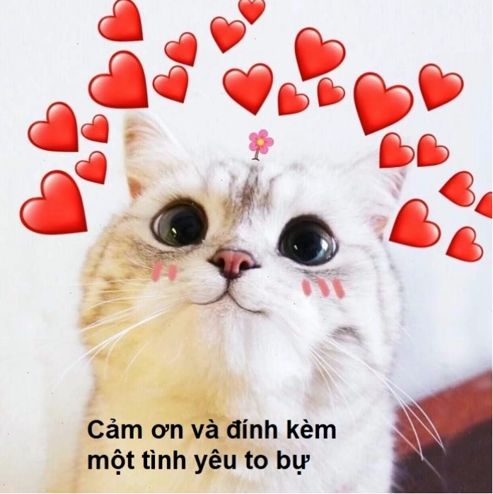 Meme cảm ơn cute với hình ảnh đáng yêu, thu hút người xem