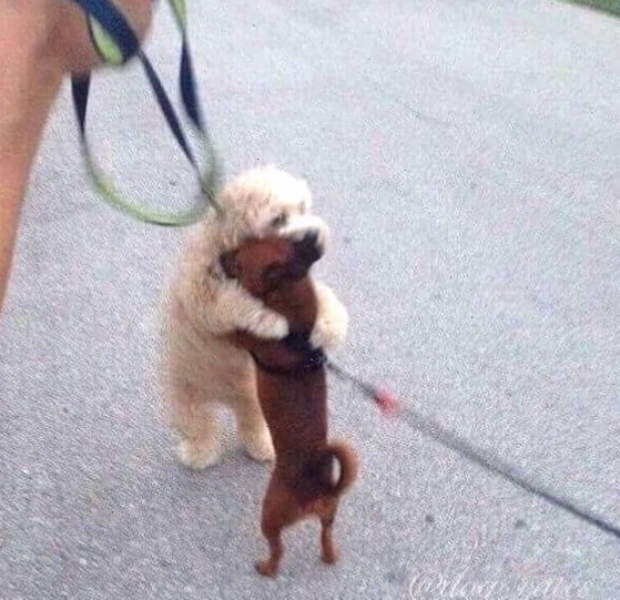 Meme chó con an ủi với ánh mắt long lanh