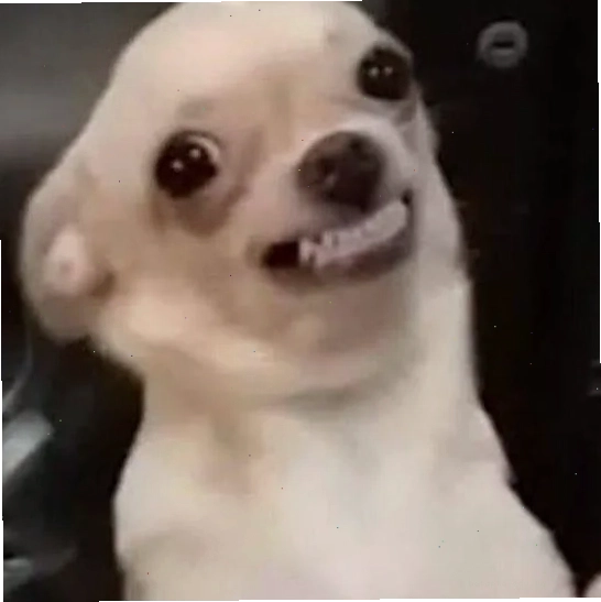Meme chó nhe răng cười biểu cảm hài hước