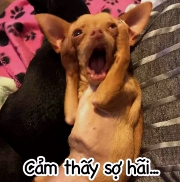 Meme chú chó ôm đầu thể hiện sự trìu mến