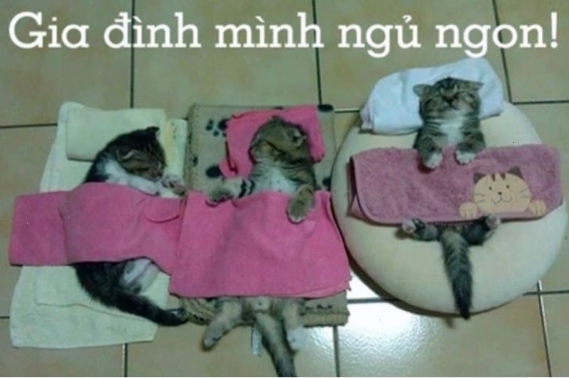 Meme chúc ngủ ngon với chú mèo đang cuộn tròn