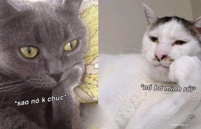 Meme chúc ngủ ngon với hình ảnh chú chó đang ngáp